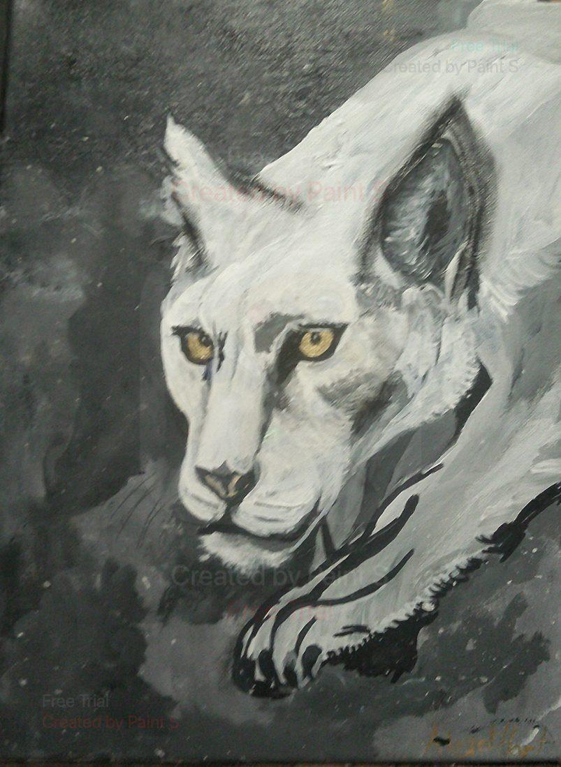 Albino Panthera